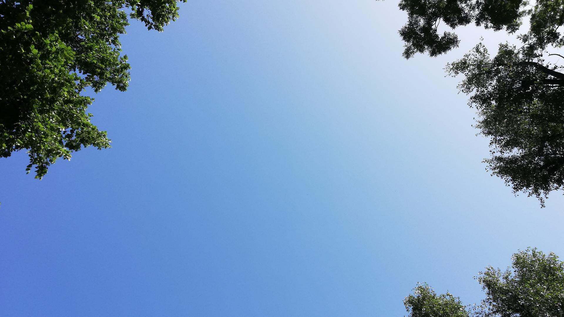 Sunny blue sky with treetops around the edge.